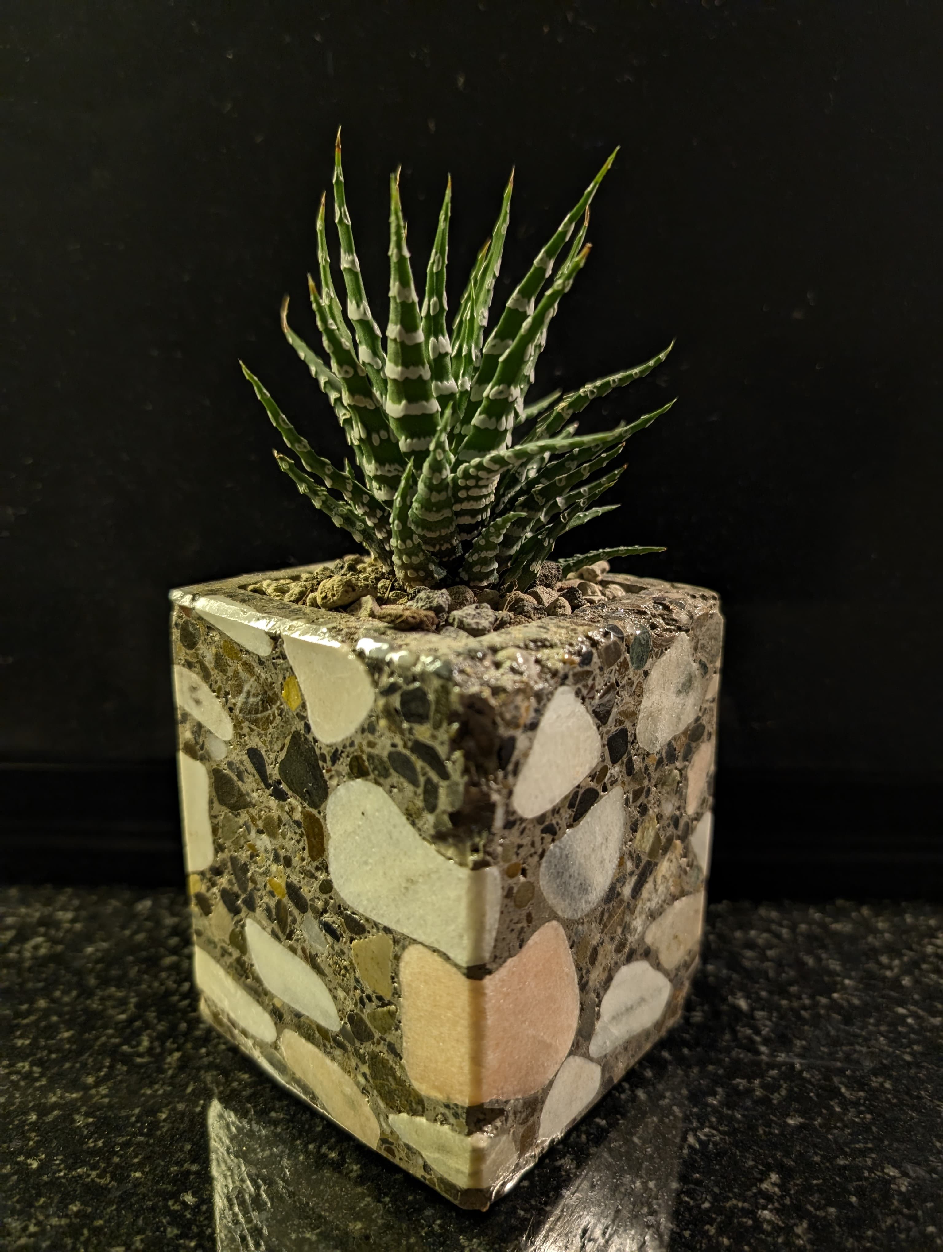 BABY FOSSIL